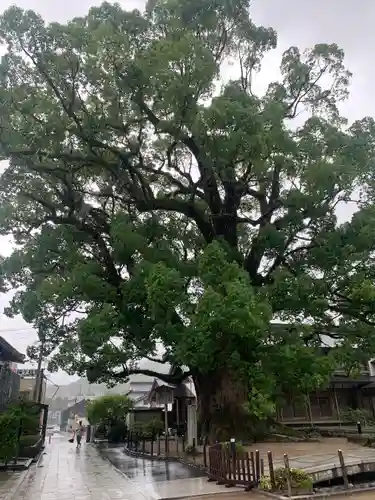 太宰府天満宮の自然