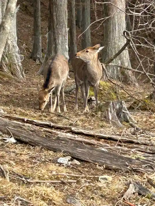三峯神社(埼玉県)