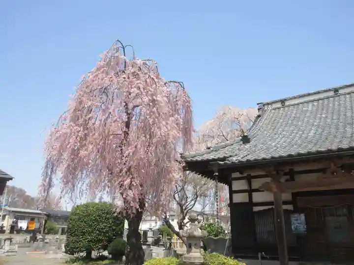 妙光寺(群馬県)
