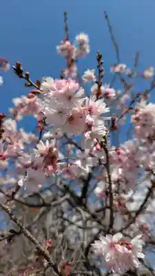 妙蓮寺(京都府)
