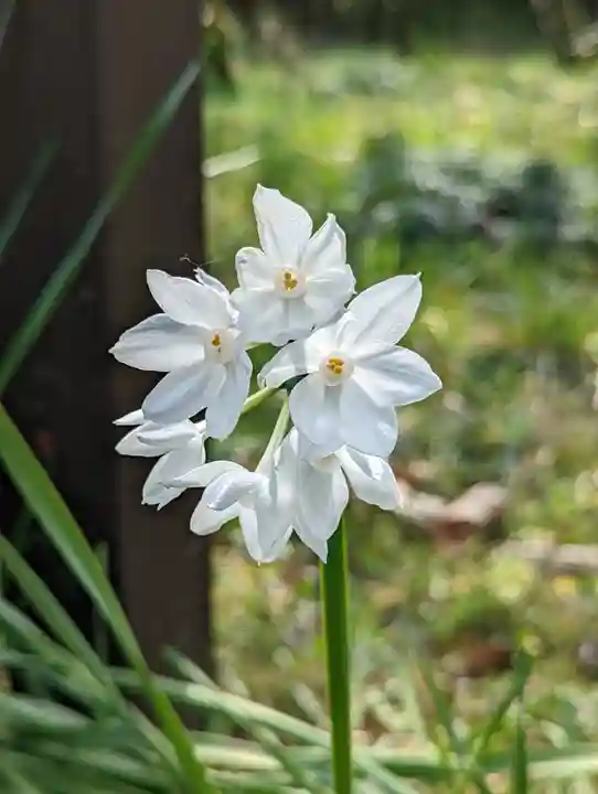 梅宮大社(京都府)