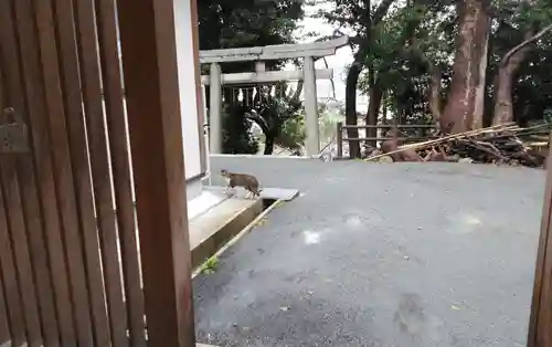 一宮神社の動物