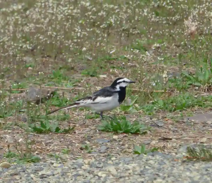 留辺蘂神社の動物