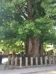 飛騨国分寺の自然