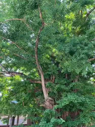 葛飾八幡宮の自然