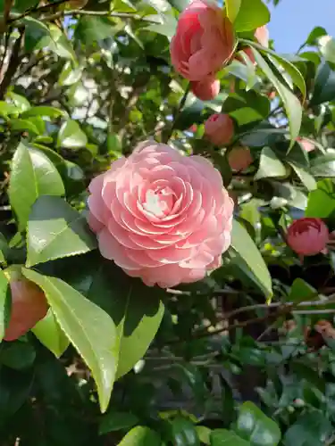 白金氷川神社(東京都)