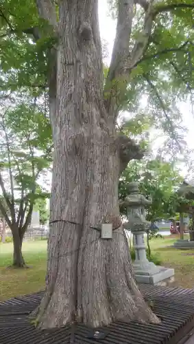 当別神社の自然