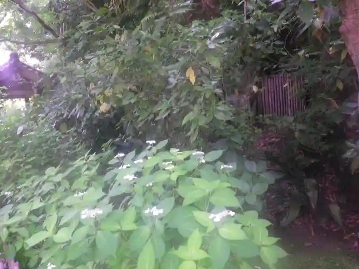 安國論寺(安国論寺)の自然