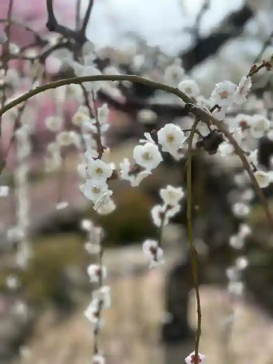防府天満宮の{uncategorized: "未分類", other: "その他", undefined: "問題あり", building: "その他建物", grave: "お墓", sacred_gate: "鳥居", guardian: "狛犬", statue: "像", buddha: "仏像", history: "歴史", nature: "自然", garden: "庭園", animal: "動物", pagoda: "塔", temizu: "手水舎", mountain_gate: "山門・神門", sanctuary: "本殿・本堂", subordinate: "末社・摂社", art: "芸術", scenery: "景色", jizo: "地蔵", ema: "絵馬", goshuin: "御朱印", omikuji: "おみくじ", items: "授与品その他", amulet: "お守り", goshuincho: "御朱印帳", eats: "食事", festival: "お祭り", votive_dance: "神楽", shichigosan: "七五三参", wedding: "結婚式", experience: "体験その他", initially: "初詣", around: "周辺", anti_infection: "感染症対策"}