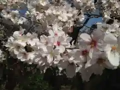 乃木神社の自然