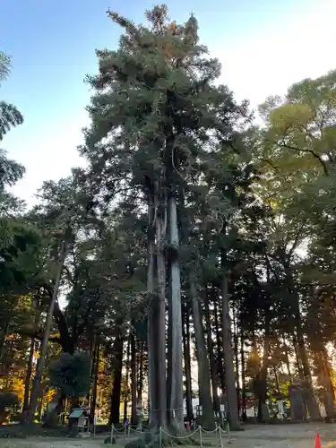 大神神社の自然