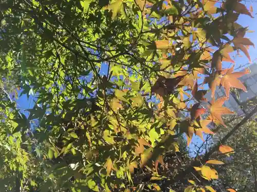 那古野神社の自然