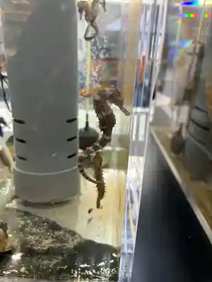 二見興玉神社(三重県)