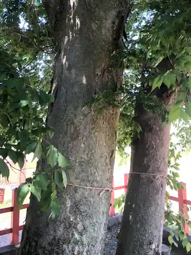 小川月神社の自然