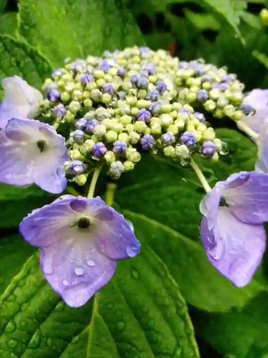 鳩森八幡神社の自然