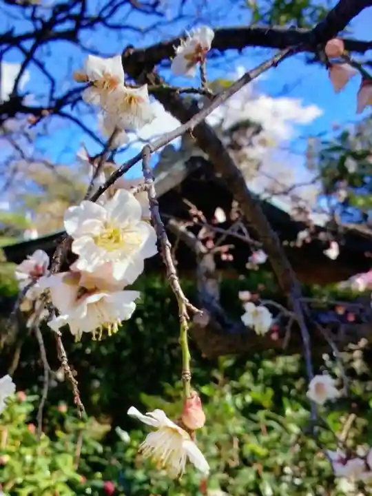 布多天神社(東京都)