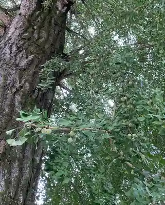 賀羅加波神社(広島県)