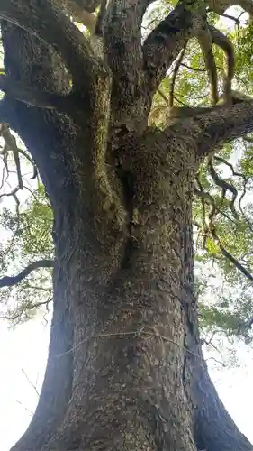 岩椿神社の自然
