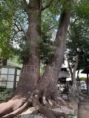鳩ヶ谷氷川神社(埼玉県)