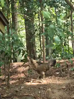 天岩戸神社(宮崎県)
