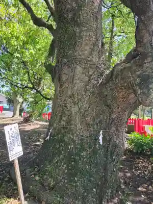 手貫神社の{uncategorized: "未分類", other: "その他", undefined: "問題あり", building: "その他建物", grave: "お墓", sacred_gate: "鳥居", guardian: "狛犬", statue: "像", buddha: "仏像", history: "歴史", nature: "自然", garden: "庭園", animal: "動物", pagoda: "塔", temizu: "手水舎", mountain_gate: "山門・神門", sanctuary: "本殿・本堂", subordinate: "末社・摂社", art: "芸術", scenery: "景色", jizo: "地蔵", ema: "絵馬", goshuin: "御朱印", omikuji: "おみくじ", items: "授与品その他", amulet: "お守り", goshuincho: "御朱印帳", eats: "食事", festival: "お祭り", votive_dance: "神楽", shichigosan: "七五三参", wedding: "結婚式", experience: "体験その他", initially: "初詣", around: "周辺", anti_infection: "感染症対策"}
