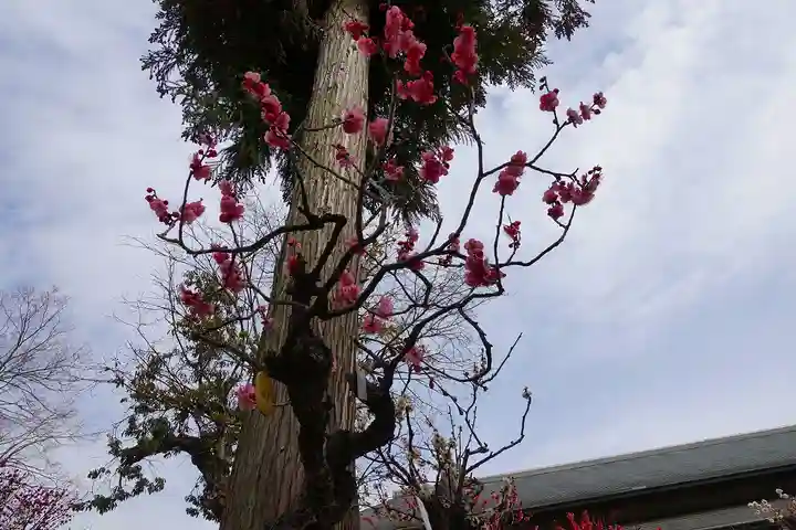 菅原天満宮(菅原神社)の自然