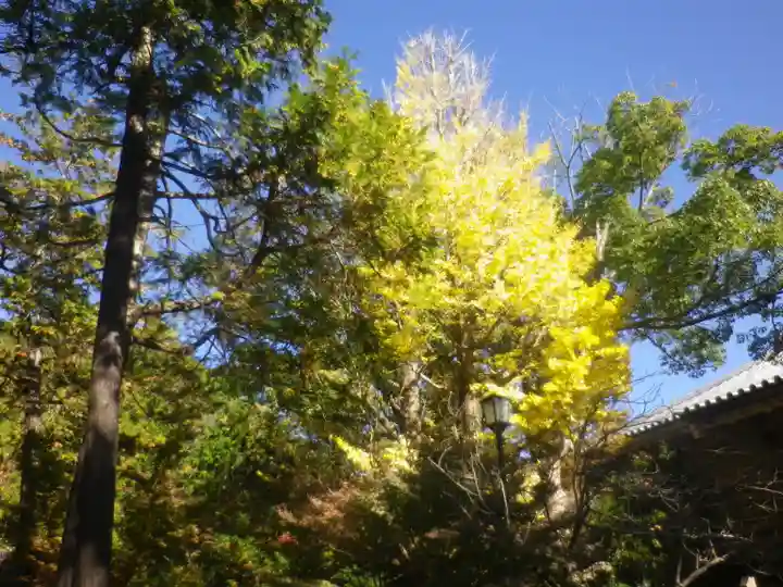 鶴岡八幡宮の自然