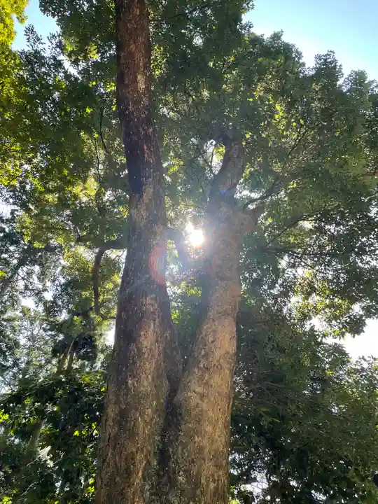 久能山東照宮の自然