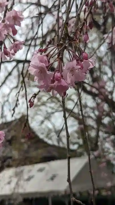 松ヶ崎大黒天 妙圓寺(妙円寺)(京都府)
