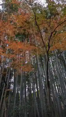 地蔵院(京都府)