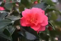 開成山大神宮の庭園