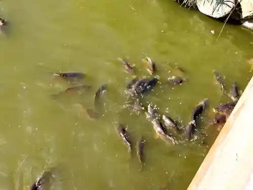 大宮住吉神社(埼玉県)
