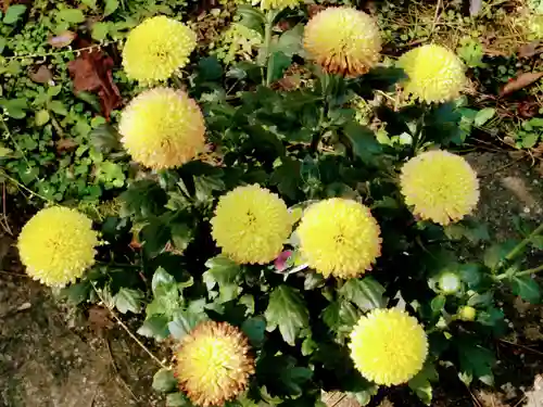 青龍山 吉祥寺の自然