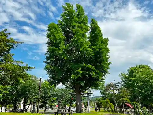 市来知神社の自然