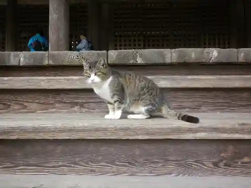 妙本寺の動物