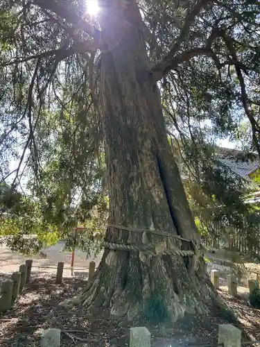 小宅八幡神社(栃木県)