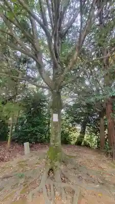 三島神社(樋口)(愛媛県)