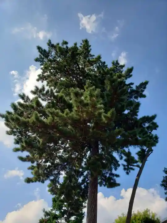 中野沼袋氷川神社の自然