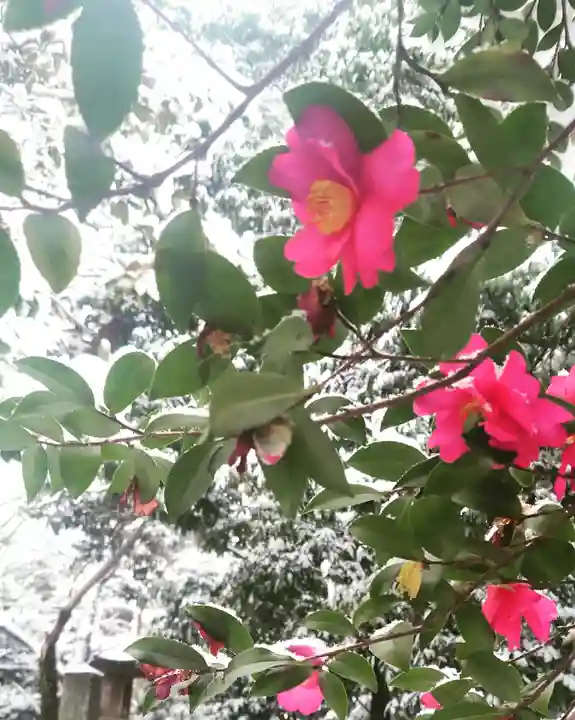 尾張大國霊神社(国府宮)の自然