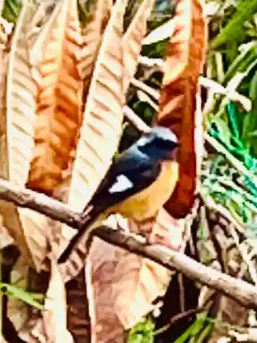 飛龍神社(茨城県)