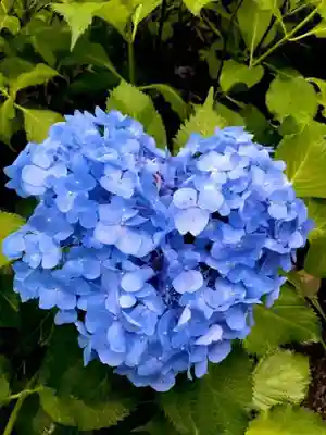 三室戸寺(京都府)