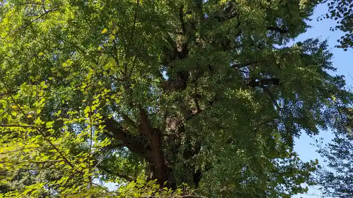 芝東照宮の自然