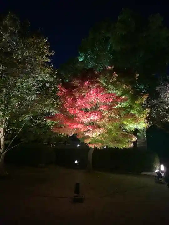 東寺(教王護国寺)の自然