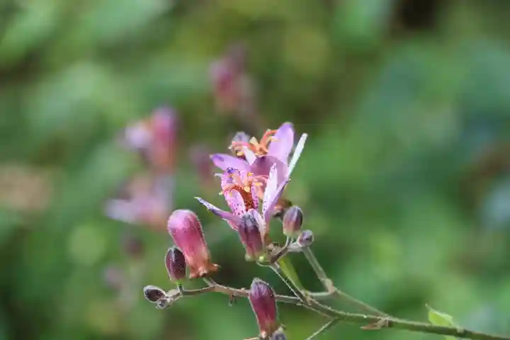 豊景神社の庭園