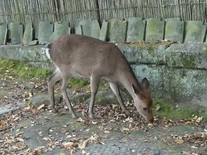 厳島神社(広島県)