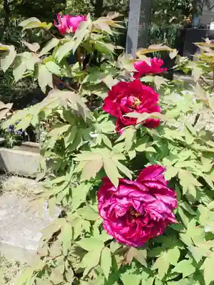 圓珠寺(東京都)