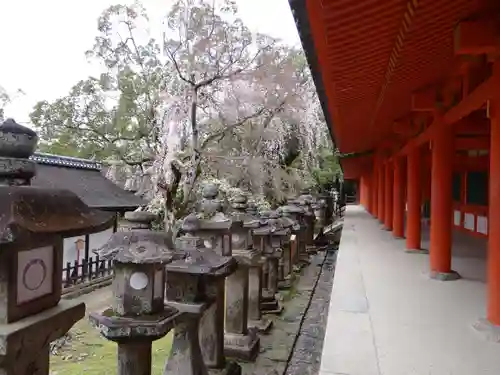 春日大社(奈良県)