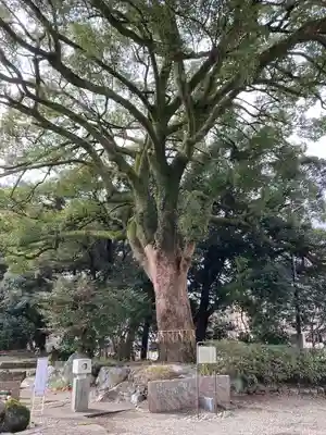 岐阜護國神社(岐阜県)