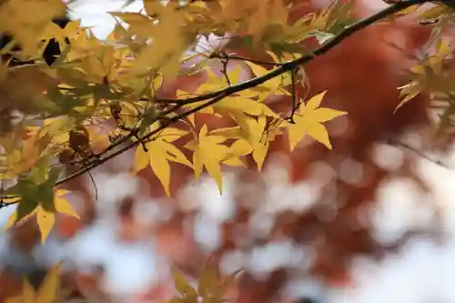 諏訪神社の自然