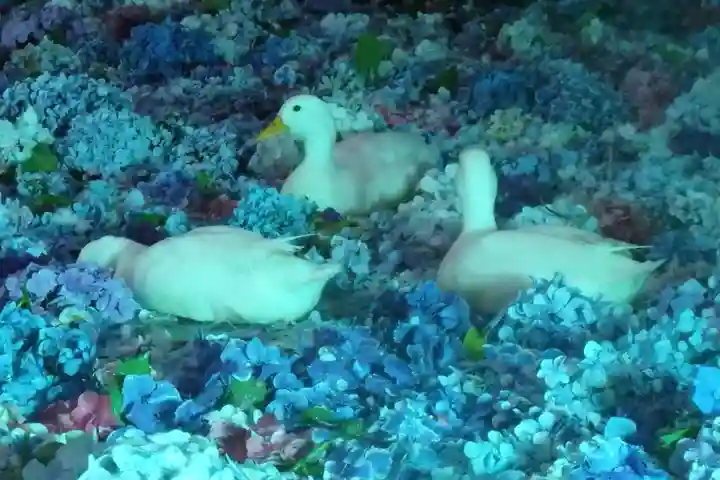 楽法寺(雨引観音)の動物